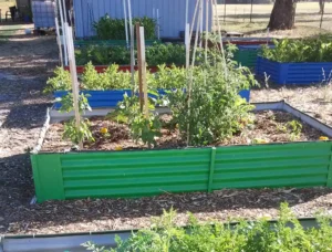 A green garden bed with vegetables growing in it