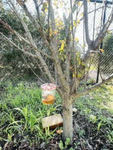 A homemade insect trap hanging on a tree branch