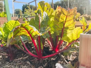 A flourishing beetroot plant