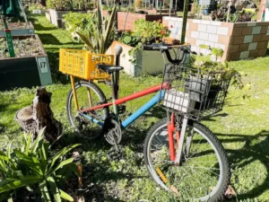 A recycled bicycle with plants in the baskets