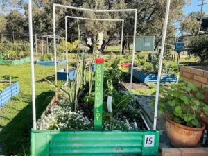 A green garden bed in a community garden