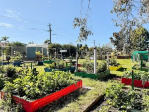 A view of garden beds in a community garden