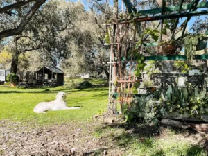 A dog relaxing on grass next to a sitting area