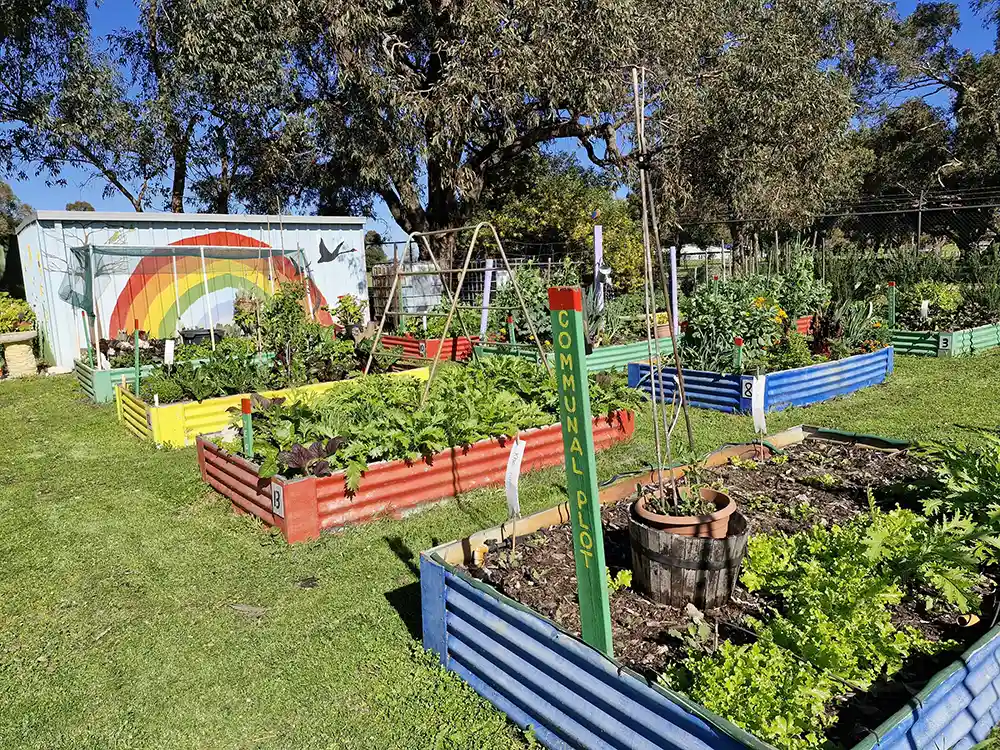 A community garden with many colourful garden beds